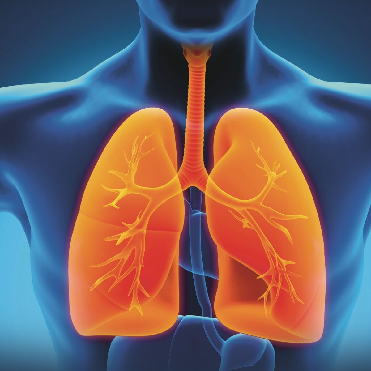 Illustration des Körperinneren mit Fokus auf die Lunge