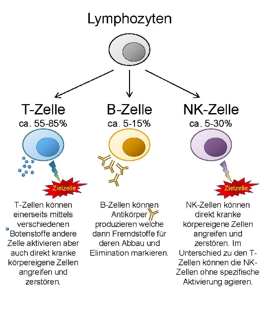 Übersicht verschiedener Lymphozyten