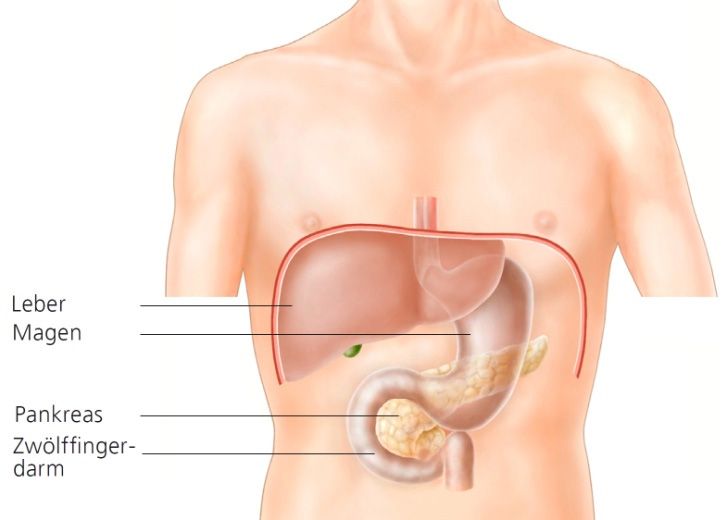 Skizze zur Lage und Anatomie der Bauchspeicheldrüse