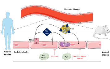 Zeichnung der vaskulären Biologie Forschung