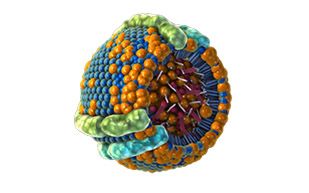 Illustration eines High-Density-Lipoproteins