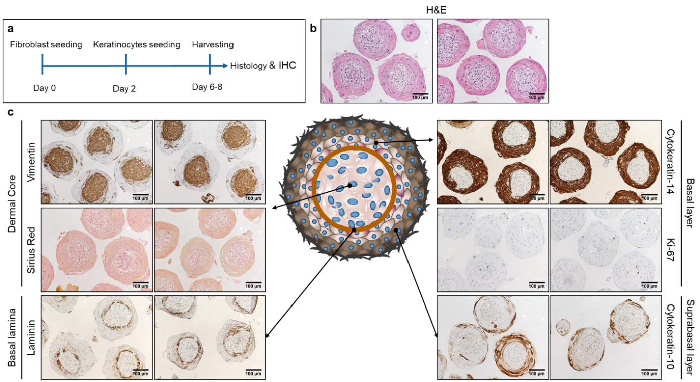 Schematic representation of the experimental setup for the microtissue production (a). Haematoxylin eosin staining (b). Immunohistochemistry staining for vimentin, laminin, cytokeratin 14, cytokeratin 10 and Ki-67 and Sirius Red staining (c).