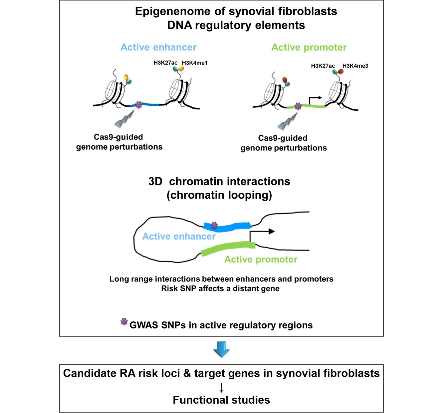 The role of synovial fibroblasts in RA – Universitätsspital Zürich