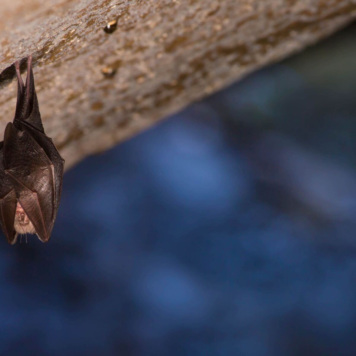 Feldermaus die von der Wand hängt