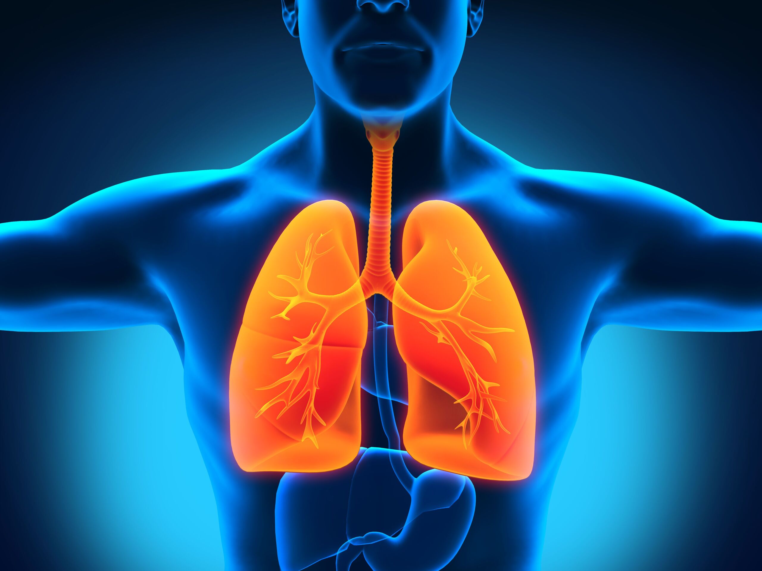 Darstellung Oberkörper und Lunge