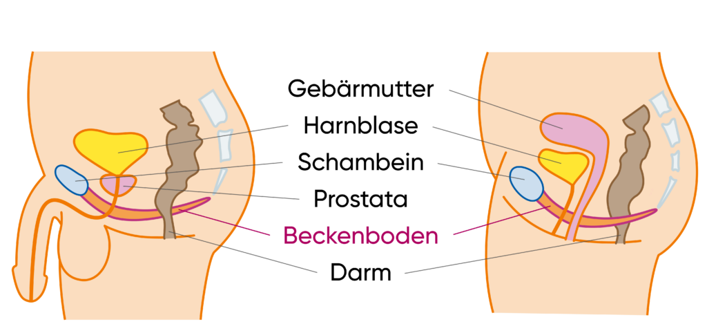 Illustration of the pelvic floor in man and woman