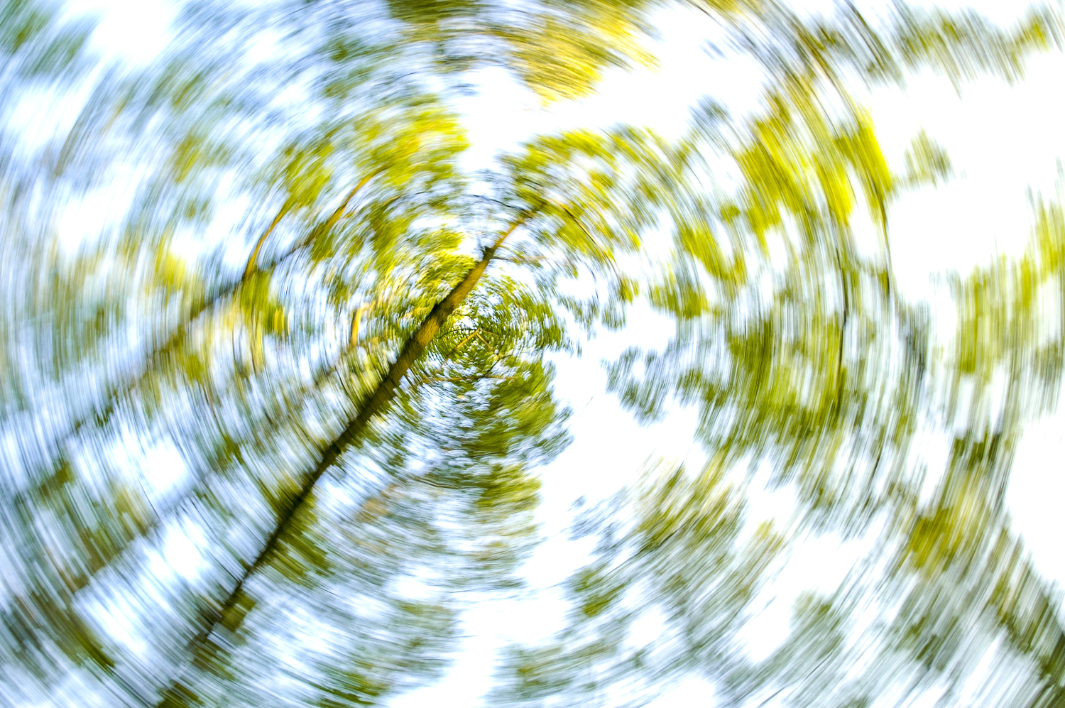 Bäume von unten verschwommen