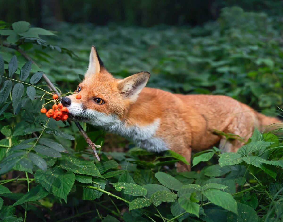 Fuchst riecht an einer Waldbeere