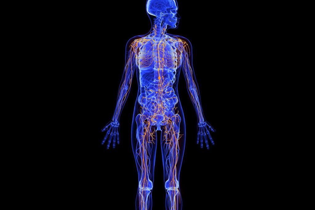 Illustration Lymphsystem Mensch