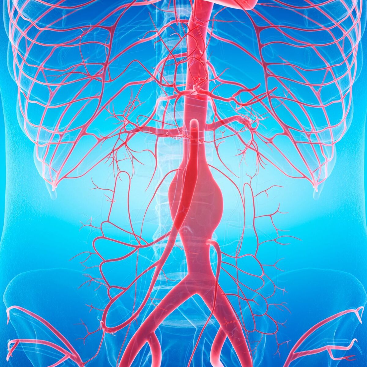 Illustration Gefässe im Körper