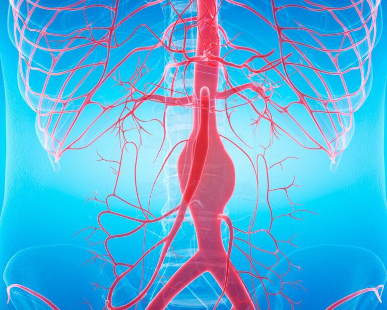 Illustration Gefässe im Körper