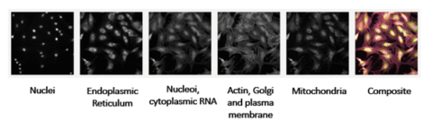Grafik zu Synovial fibroblast features captured using Cell Painting