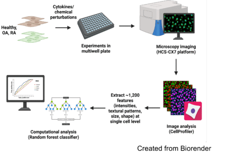 Grafik zu Workflow for fibroblast morphological profiling