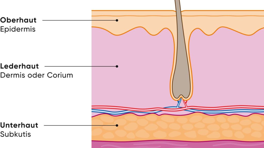 Anatomischer Aufbau der Haut