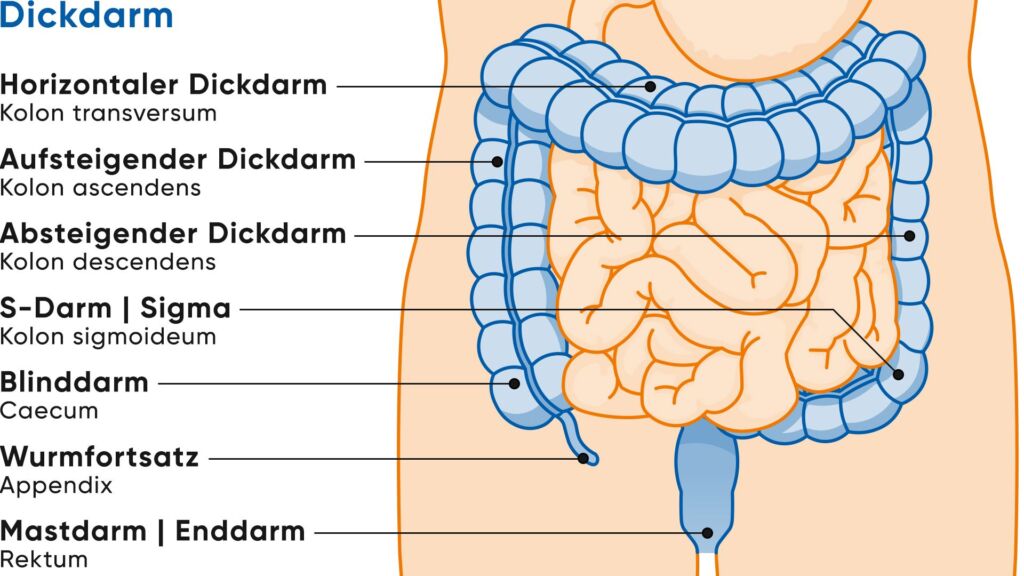 Schematic representation of the structure of the large intestine.