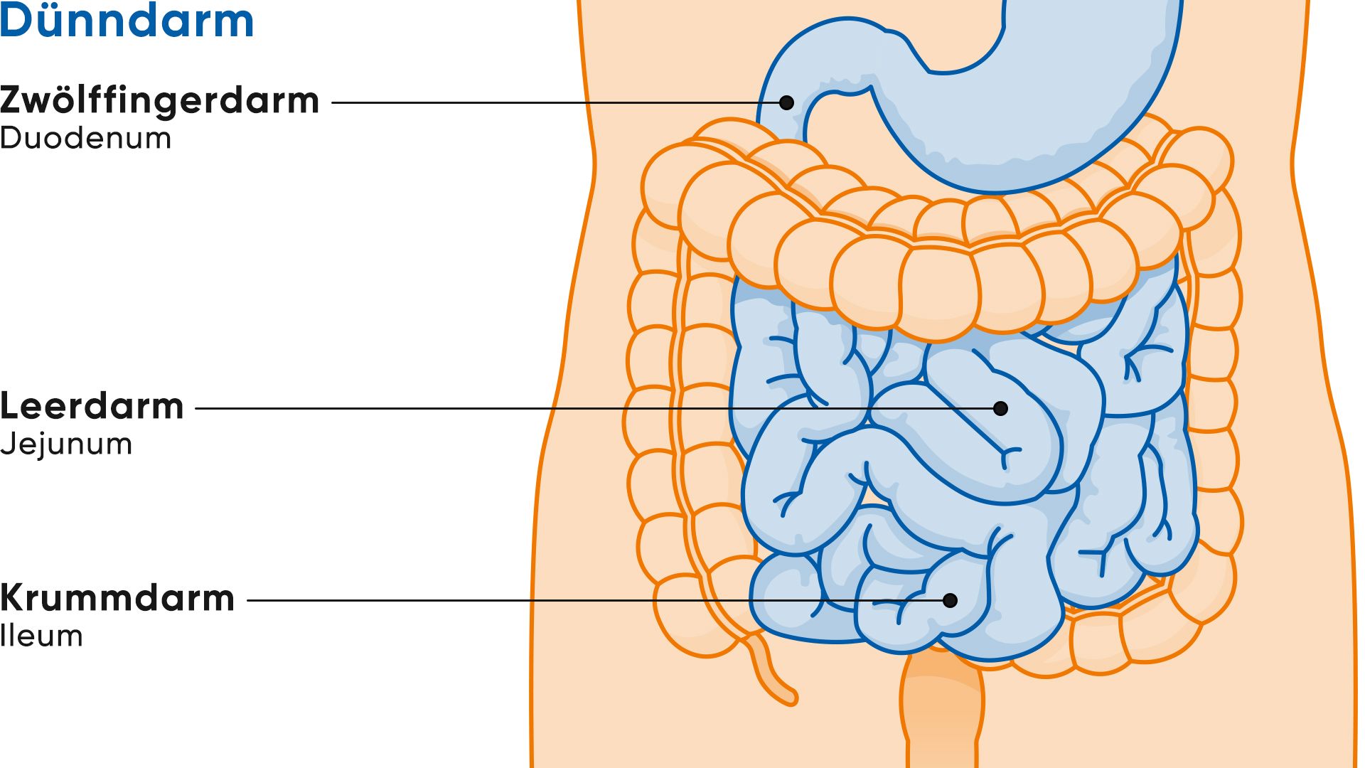 Illustration Anatomie Dünndarm