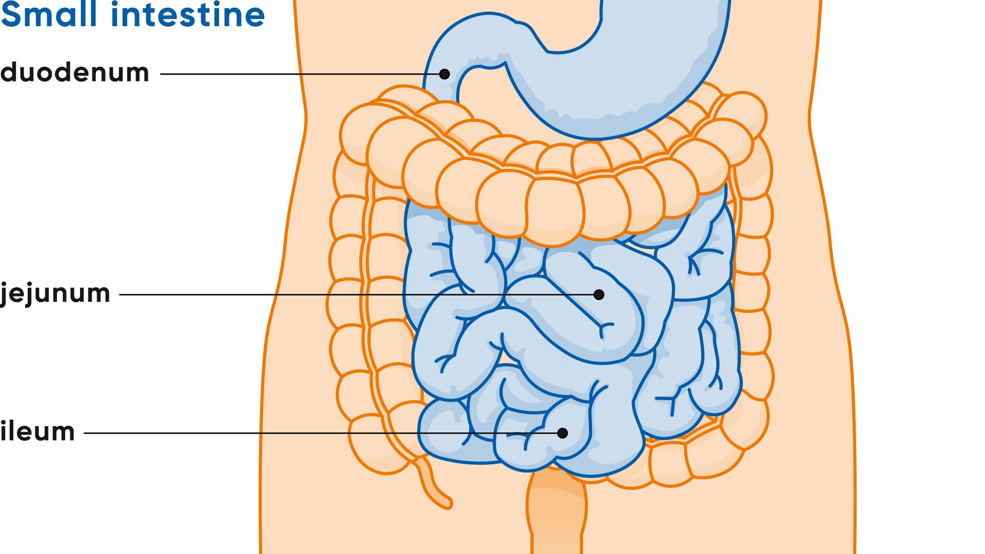 Duodenum Jejunum Ileum Anatomy