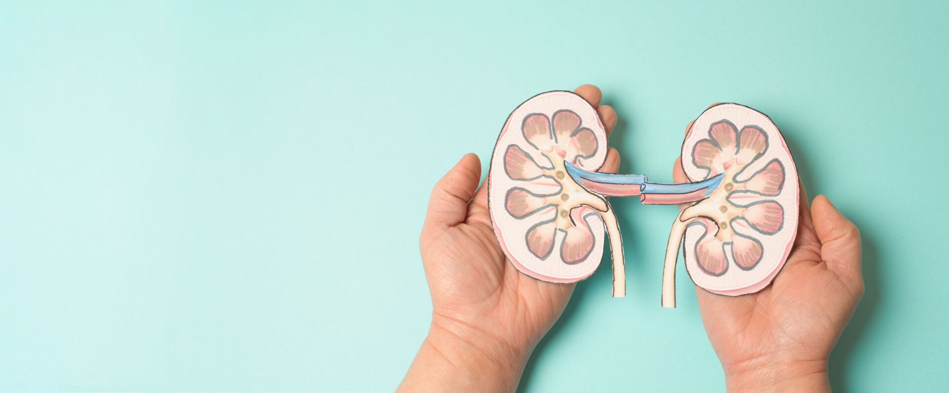 Hände, die Zeichnungen vorn Nieren halten