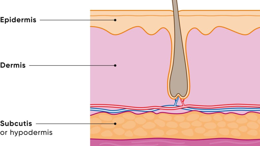 Anatomischer Aufbau der Haut