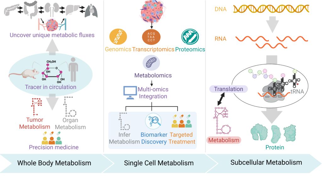Forschung von Morscher Gruppe im Überblick