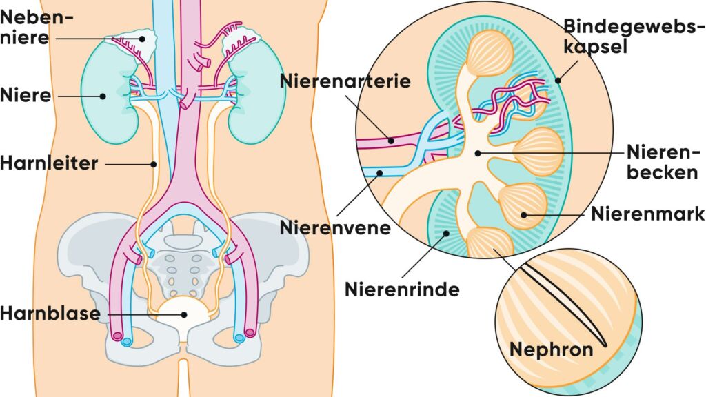Illustration vom Aufbau der Niere