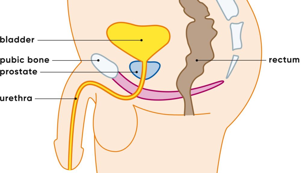 Illustration männliche Geschlechtsorgane und Prostata
