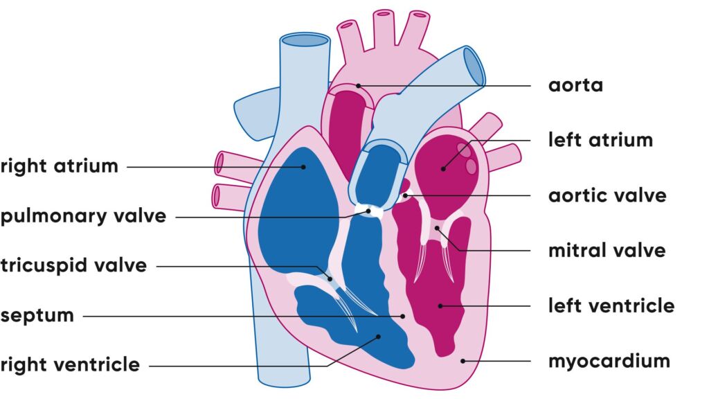 Aufbau des Herzens Illustration Anatomie