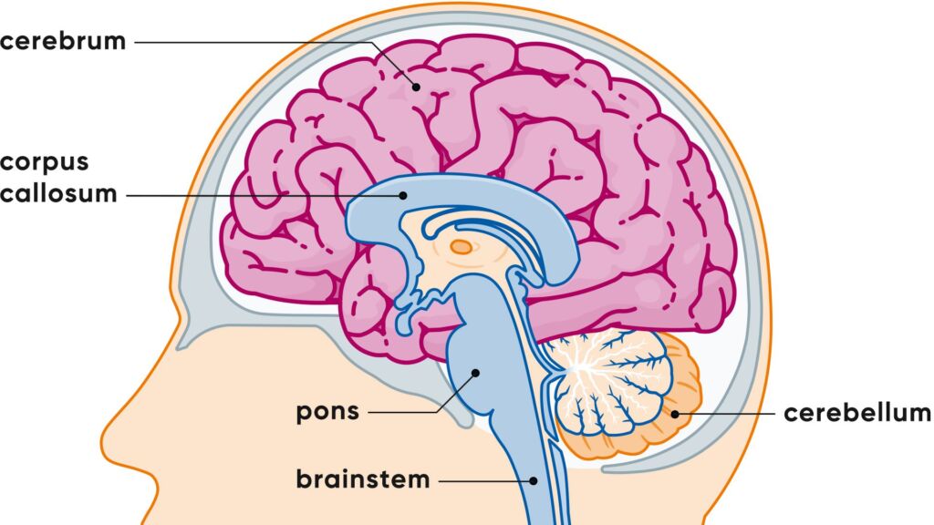 Illustration Anatomie menschliches Gehirn