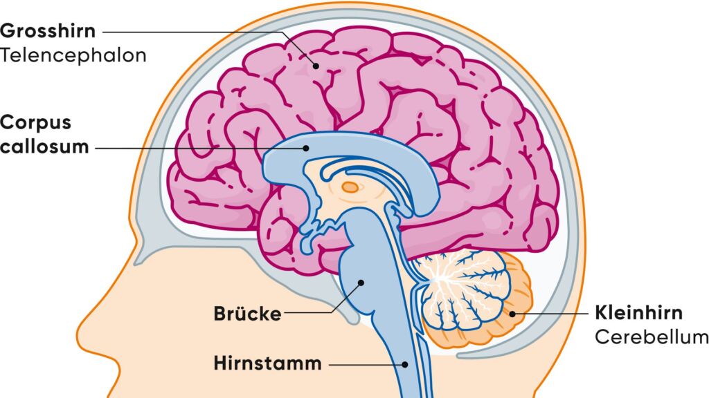 Illustration Anatomie menschliches Gehirn