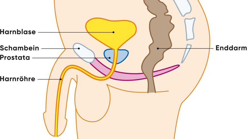 Illustration männliche Geschlechtsorgane und Prostata