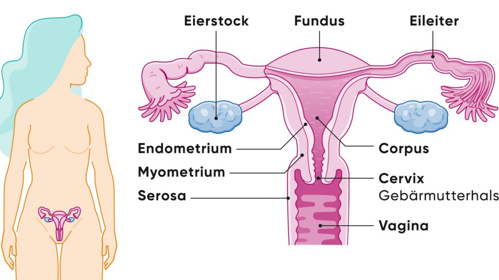 Illustration einer Gebärmutter