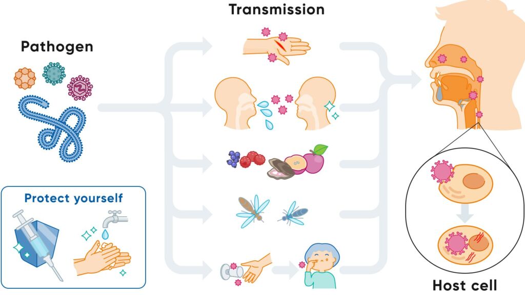 Illustration wie ein viraler Infekt übertragt werden kann