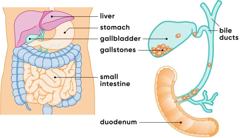 Illustration Leber und Gallenblase