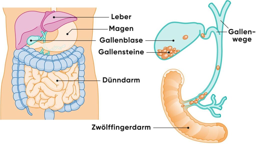 Illustration Leber und Gallenblase