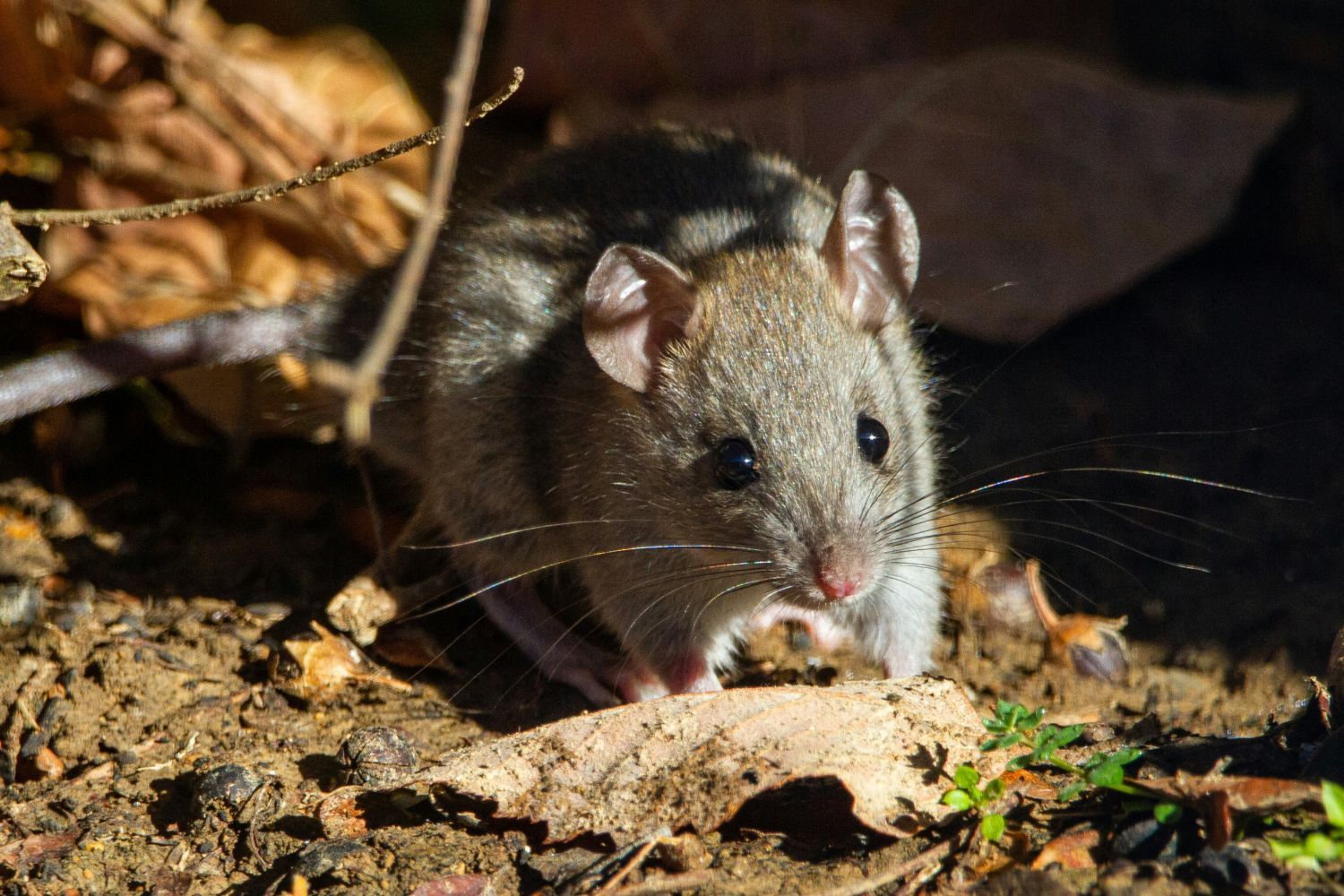 Maus im Wald
